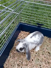 Coniglio Ariete nano