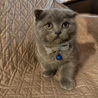 Cuccioli British e Scottish Fold