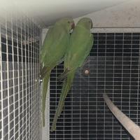 Parrocchetti dal collare