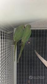 Parrocchetti dal collare