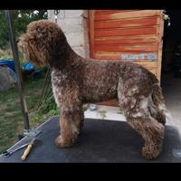 Lagotto romagnolo