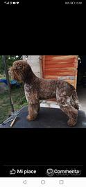Lagotto romagnolo