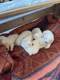 Cuccioli di pastore maremmano abruzzese