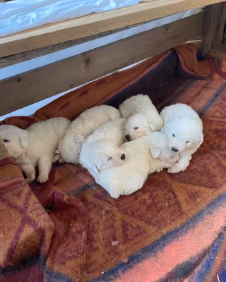 Cuccioli di pastore maremmano abruzzese