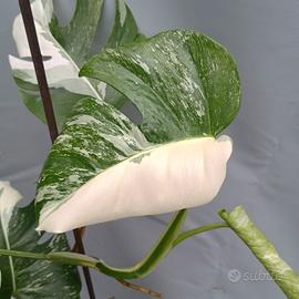 Cod. j4  Monstera variegata rara piante pianta 