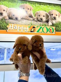 Barboncini mini toy e teacup