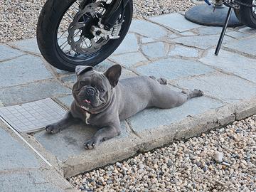Bouldog Francese