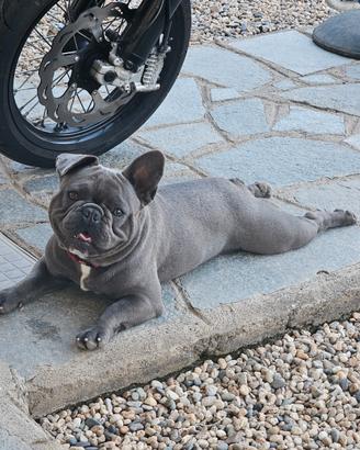 Bouldog Francese