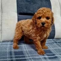 Maschietti Barboncino mini toy