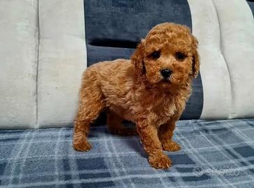 Maschietti Barboncino mini toy