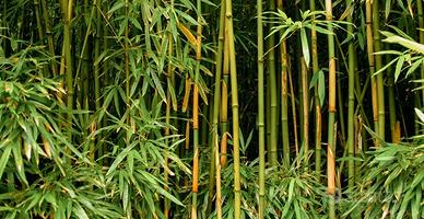 Canne di bambù