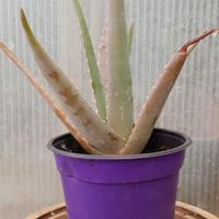 1 Pianta Aloe vera verde vaso foto indicatica