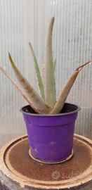 1 Pianta Aloe vera verde vaso foto indicatica