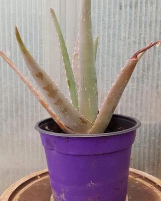 1 Pianta Aloe vera verde vaso foto indicatica