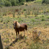 Poni femmina