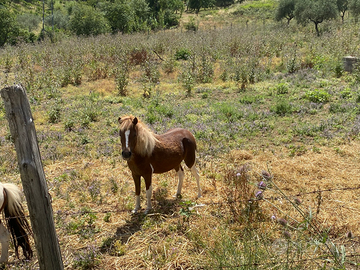 Poni femmina