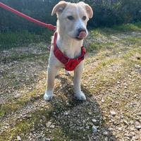 Cucciolo occhi verdi quattro mesi