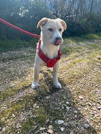 Cucciolo occhi verdi quattro mesi