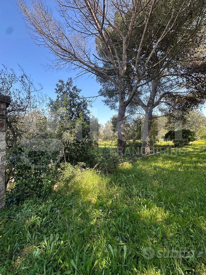 Terreno Agricolo Ostuni [Cod. rif 3299889VCG] - Vista 5