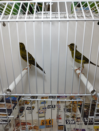 Canarini spagnoletti