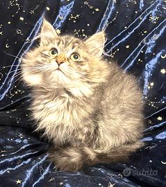 Gattina siberiana ipoallergenico Pedigree NIVES