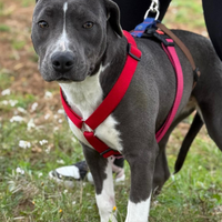 Vera una meraviglia di cagnolina che aspetta una f