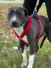 Vera una meraviglia di cagnolina che aspetta una f