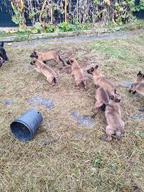 Pastore belga malinois