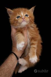 Cuccioli Maine Coon Red tabby