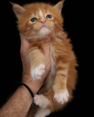 Cuccioli Maine Coon Red tabby