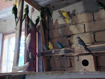 Coppia blu e verde parrocchetto