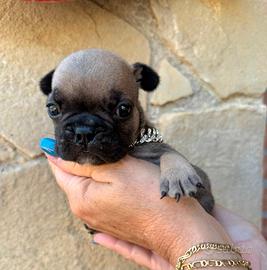 Cucciola micro bulldog francese