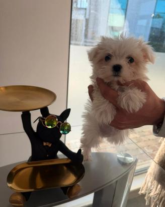 Maltese mini toy