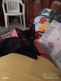 Gattini da dare in adozione