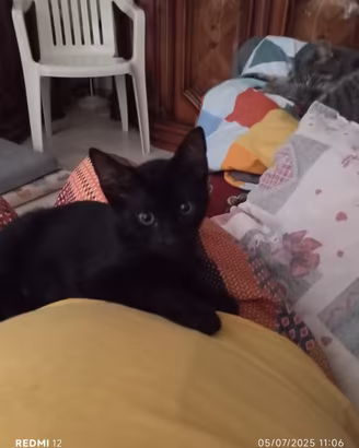 Gattini da dare in adozione