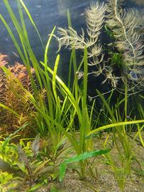 4 Vallisneria 