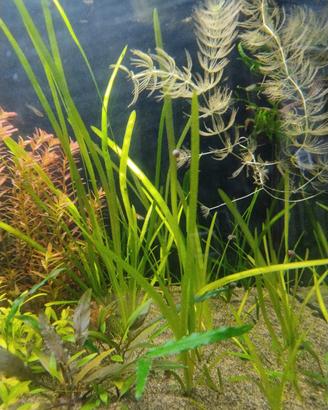 4 Vallisneria 