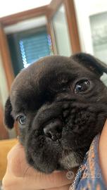 Bulldog francese