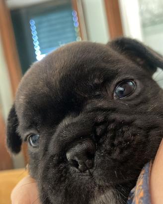 Bulldog francese
