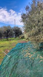 Terreno agricolo Belpasso -  2940 mq con deposito 