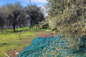 Terreno agricolo Belpasso -  2940 mq con deposito 