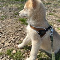 Cucciolo di Husky