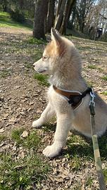 Cucciolo di Husky