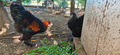 Coppia galline Brahma