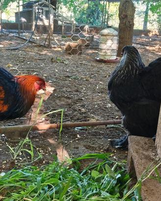 Coppia galline Brahma