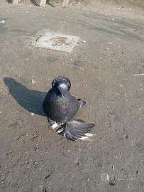 Colombi tamburi tedeschi