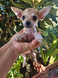 Chihuahua nano