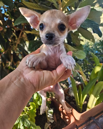 Chihuahua nano