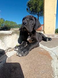 Cuccioli alano