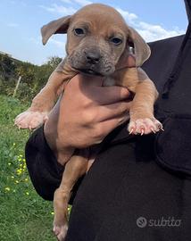 Cuccioli di pitbull ukc